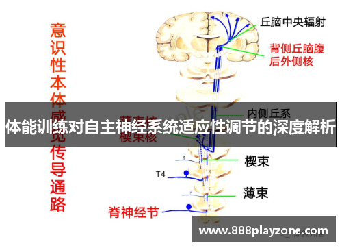 体能训练对自主神经系统适应性调节的深度解析